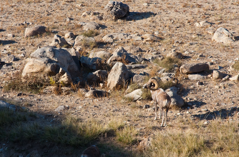 Argali